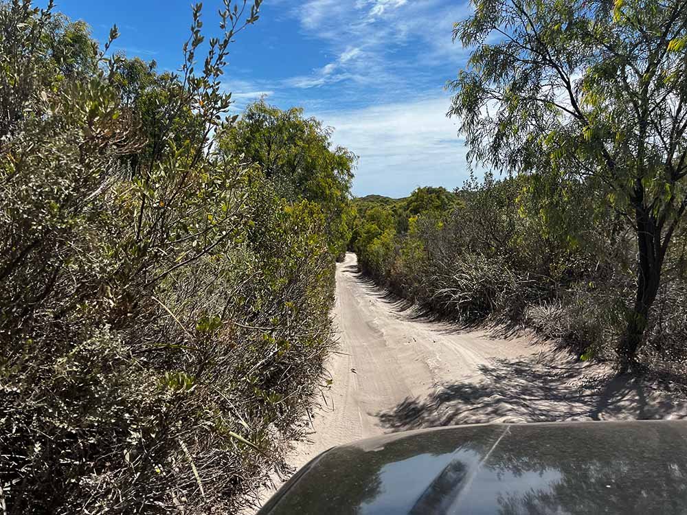 Narrow 4wd trail on bob's track in boranup with black bonnet of 4WD visible.