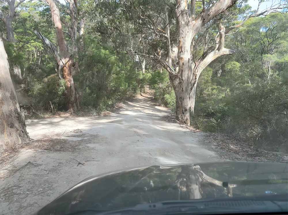 View from passenger seat of Boranup's Bob's Track 4WD trail, with large Karri trees lining narrow dirt road.