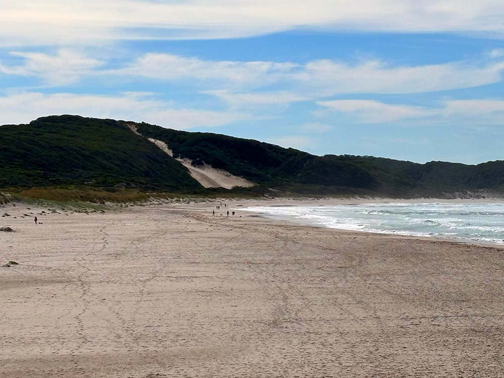 View of Ocean Beach from lookout, with roaring ocean on the right of image, large dunes in background and heavily trafficked sand in foreground.
