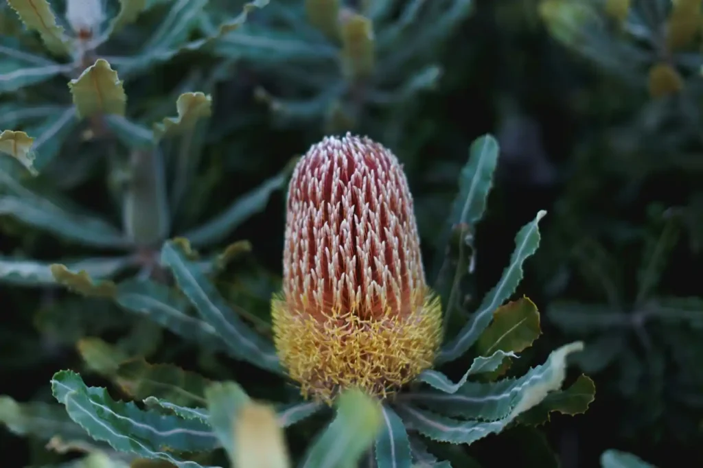 Red banksia along the cape to cape trail in Margaret River