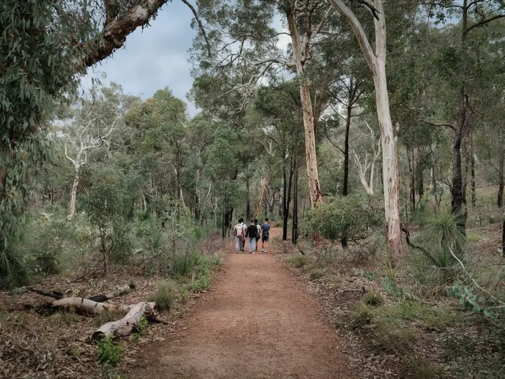 Group walking in the distance on hiking trail in John Forrest National Park, on a cloudy day with beautiful and large trees hanging above.