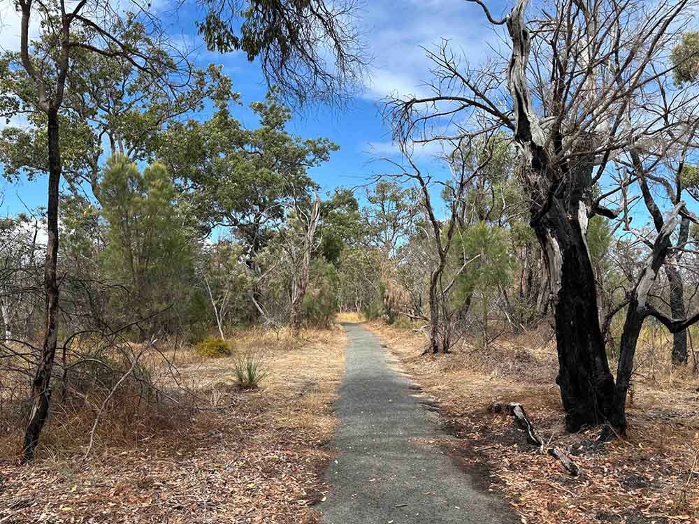 Running trail in middle of row of trees in Kings Park, Perth WA