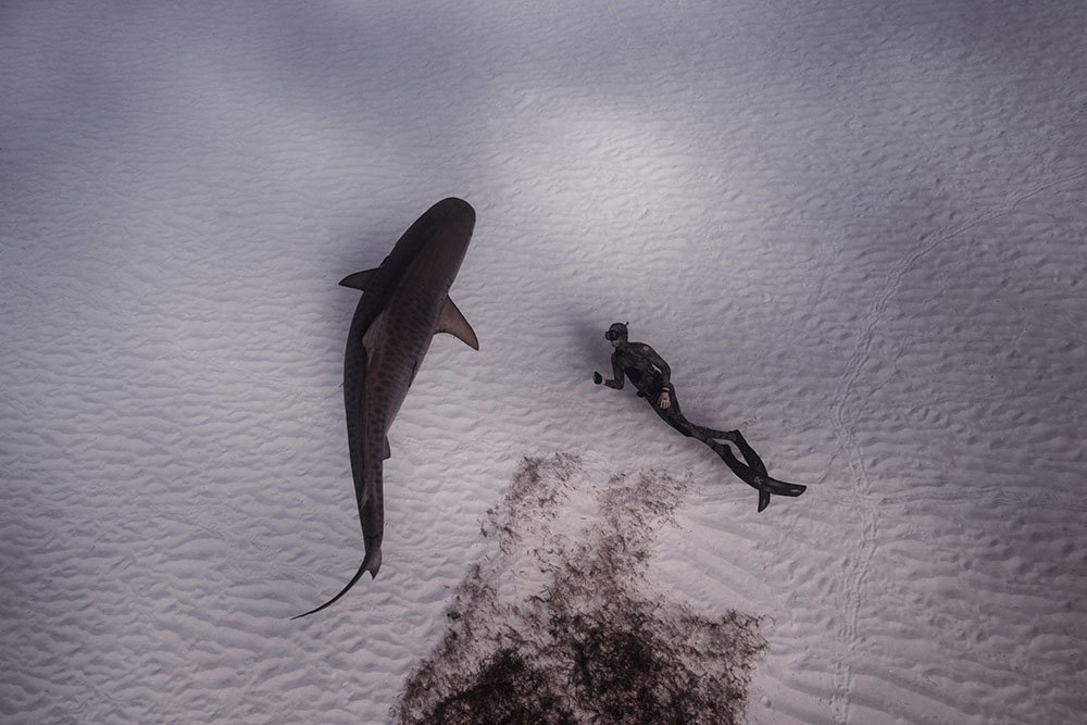 Freediver on ocean floor with large shark calmly swimming nearby