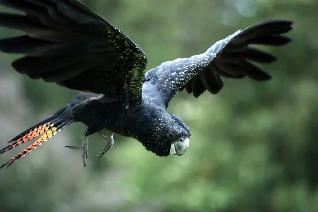 Black cockatoo in full flight in the Perth Hills, WA