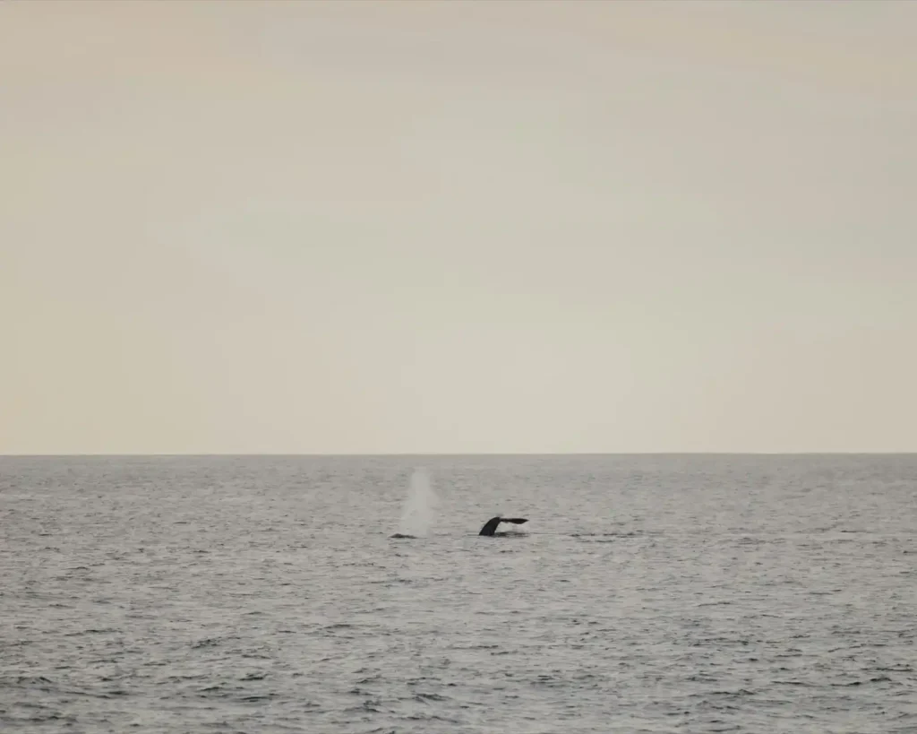 Whale breaching the water in the Indian Ocean, viewed from cape to cape trail in Margaret River.