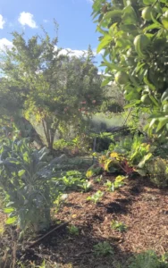 Fair Harvest's fruits, plants and trees on a warm spring day.