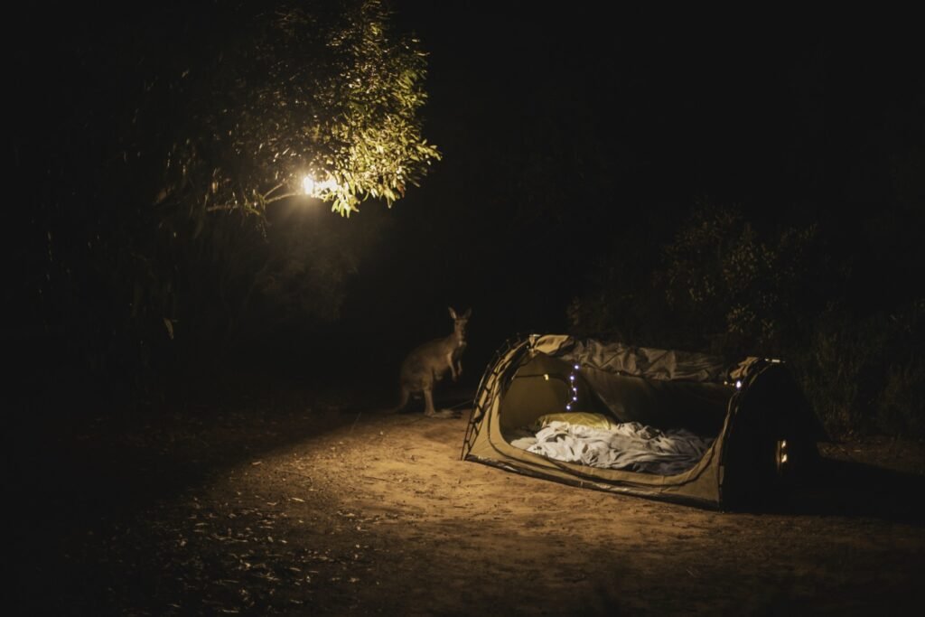 Kangaroo next to an open swag in the night, a bright moon illuminating the campsite on an overnight hike near Margaret River.