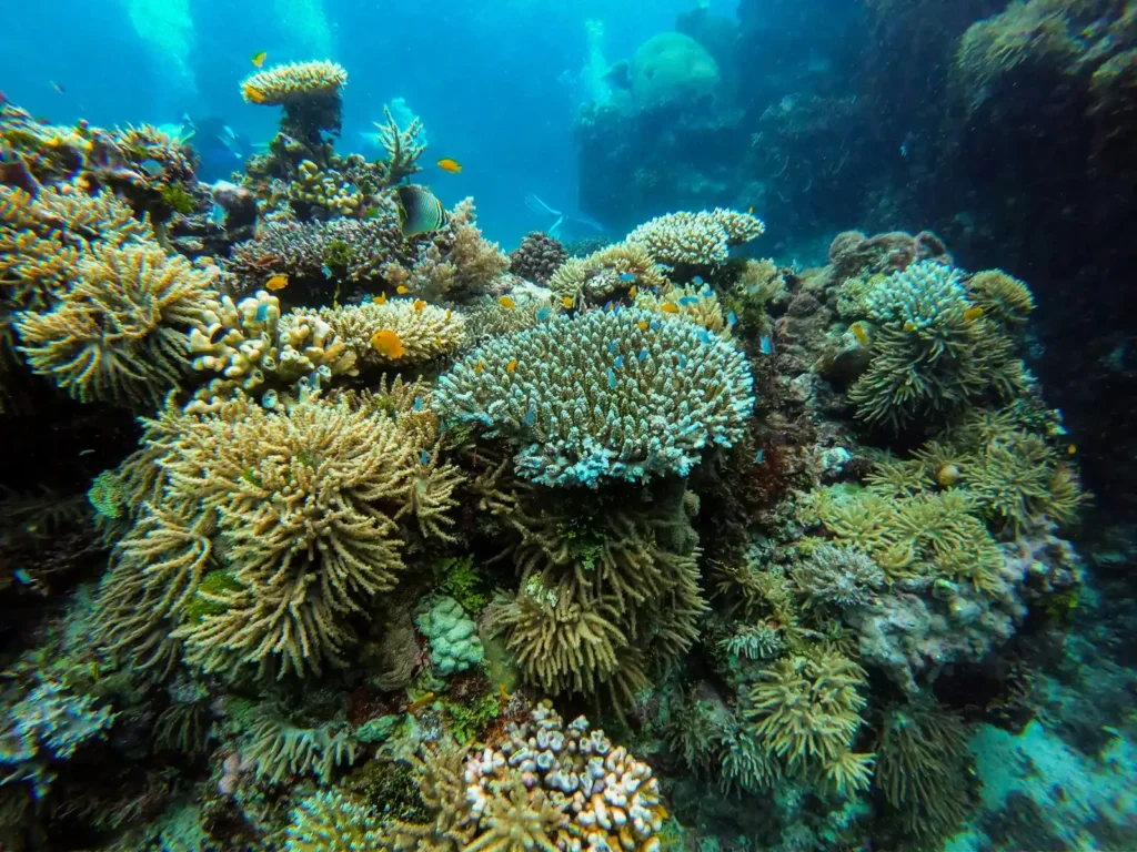 Underwater image of coral on Great Barrier Reef, a popular tourist destination in Australia.