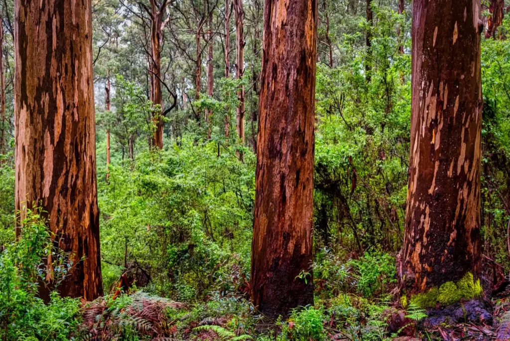 Karri trees in Margaret River at a secluded camping spot near the blackwood river.