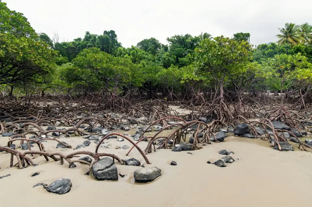Mangrove forest in the Daintree in Australia, with trees growing out of beach sand.