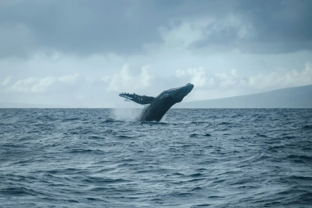 Whale breaching the water in Indian Ocean on a cloudy day