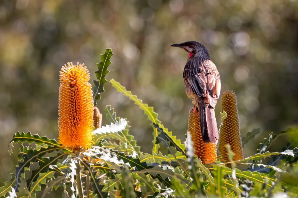 Orange banksia and native bird in Ellis Brook Reserve, Perth, Western Australia, along the popular hiking trail.