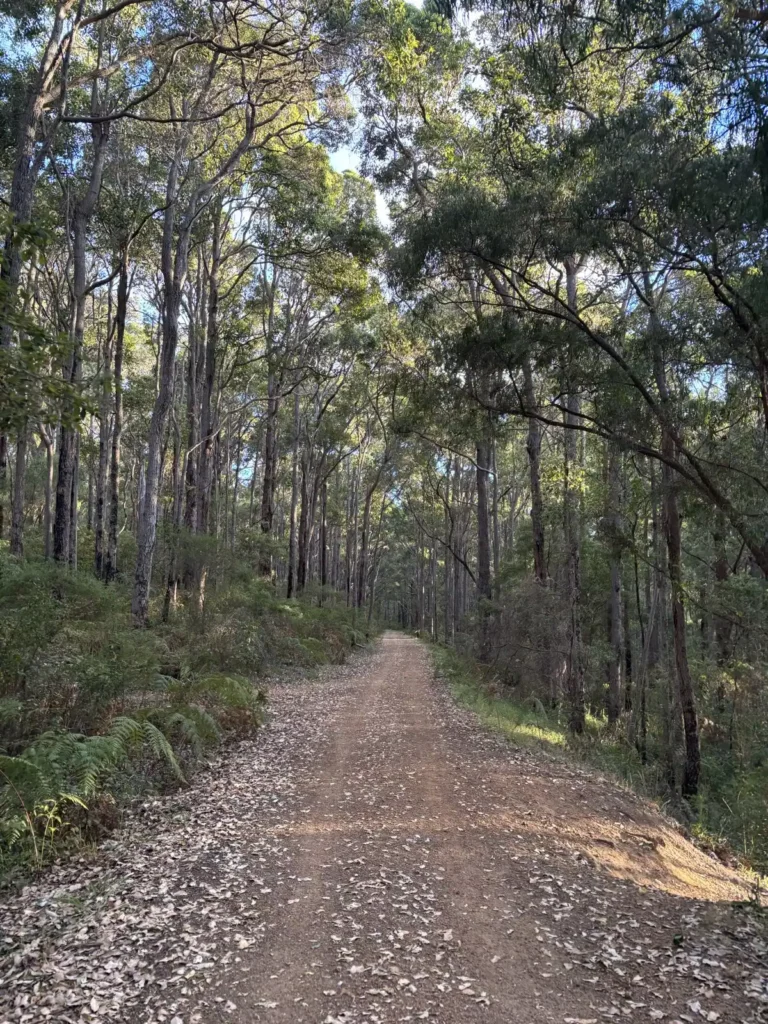 The tree canopy on the walk on the Wadandi Trail, Margaret River WA