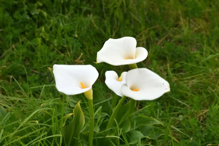 Arum Lily, three, poisonous and invasive ornamental flower in the southwest of Australia.