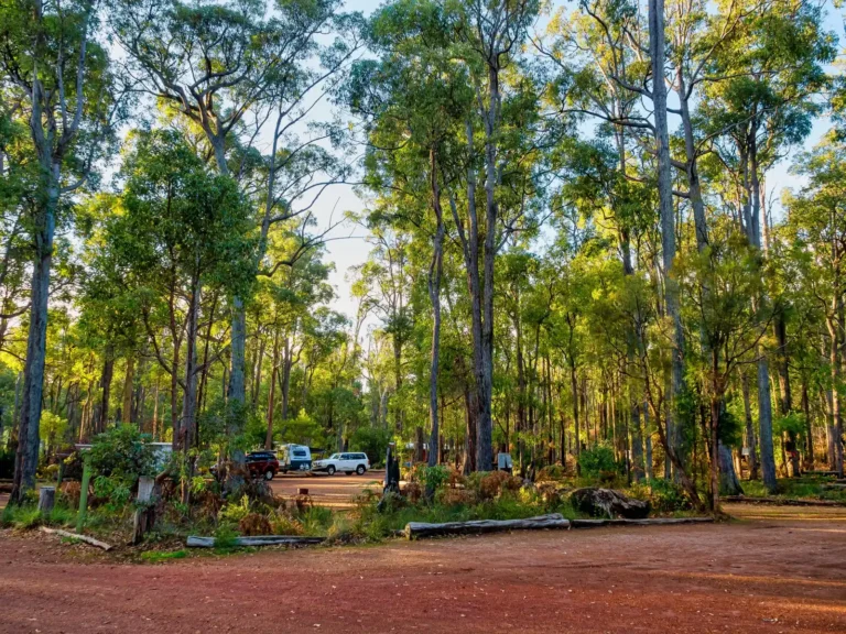 Jarrah forest in Western Australia at risk of Alcoa mining.