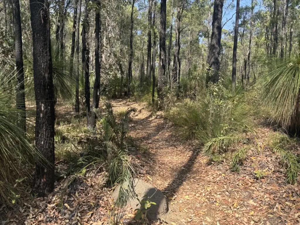 Old growth forest in Mundairing WA