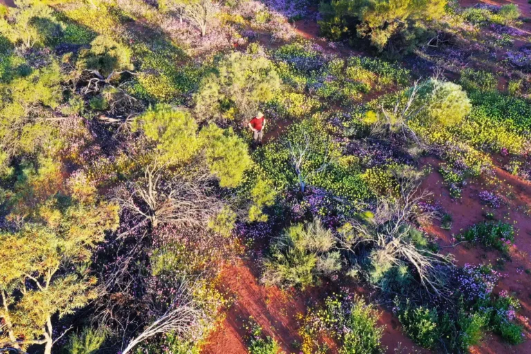 Hiker on a difficult bush trail in West Australia.