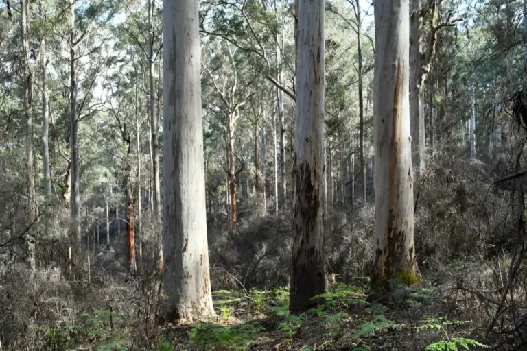 Waroona tourism after bauxite mining and gallium refinery expansion WA 2026.